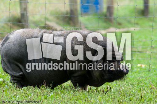 Hängebauchschwein (26 von 37).jpg